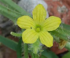 Male flower